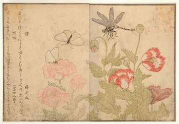 Butterfly and dragonfly